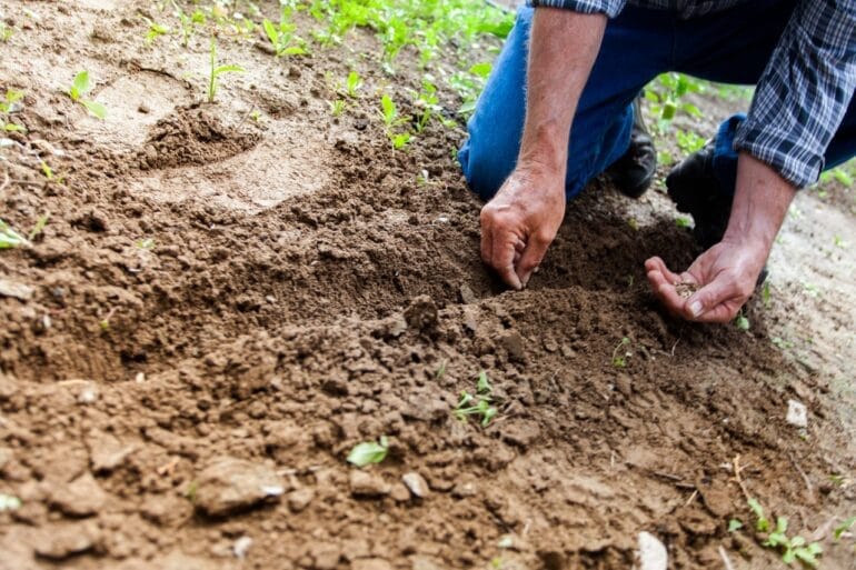Structurer son potager